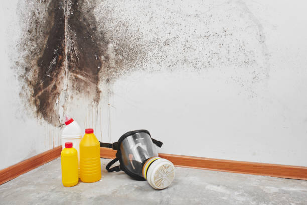Best Health and Safety Mold Remediation in Crandall, TX