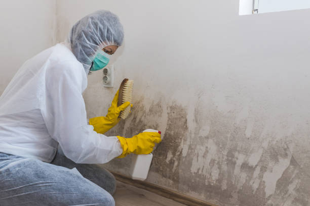 Best Mold Remediation for Schools in Crandall, TX