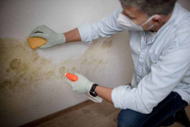 Best Mold Testing and Inspection Services in Crandall, TX