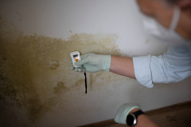 Best Attic Mold Remediation in Crandall, TX