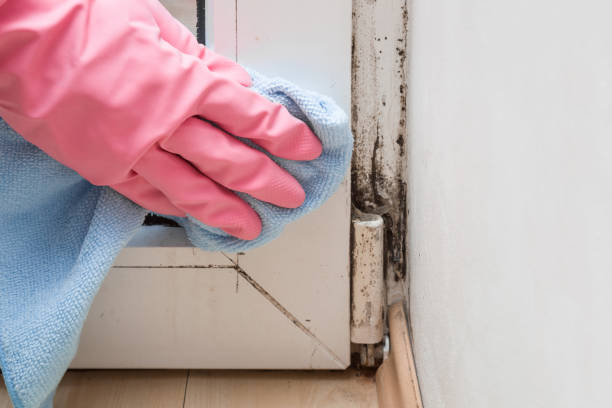 Best Post-Flood Mold Remediation in Crandall, TX