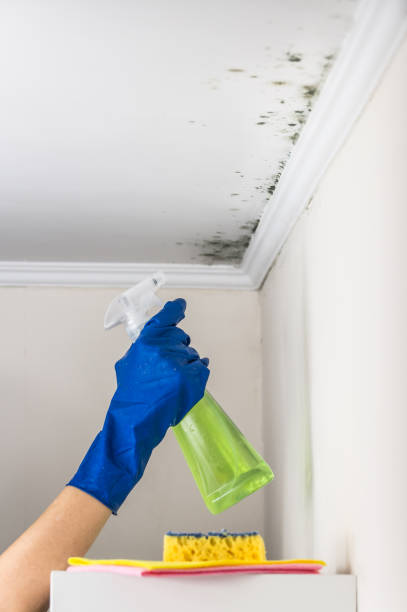 Best Black Mold Remediation in Crandall, TX